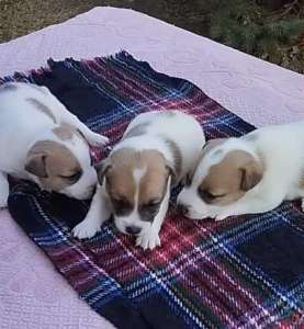     , (Jack Russell Terrier puppies Odessa)