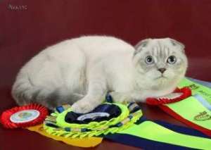     (Scottish fold, Scottish stright) - 