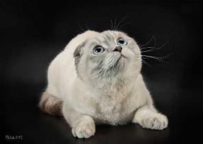     (Scottish fold, Scottish stright)