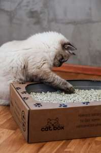    Cat Box