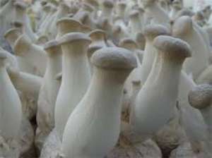   , Pleurotus eryngii