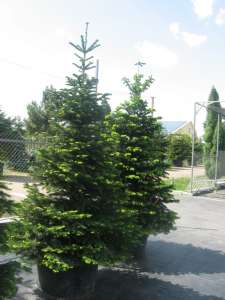   (abies nordmanniana) 2.5-3 .  .  . .