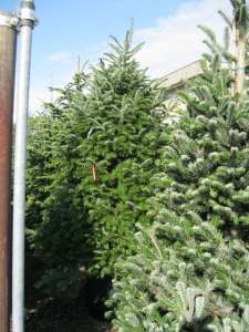   (abies nordmanniana) 2.5-3 .  .  . .