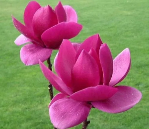  '' / Magnolia 'CLEOPATRA'   - 