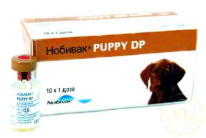 Puppy DP, 1 . (1 ) +  1 . - 