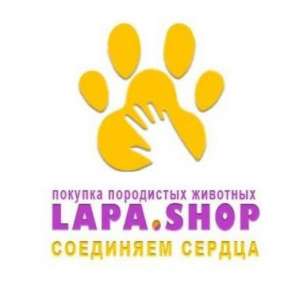 Lapa Shop - 