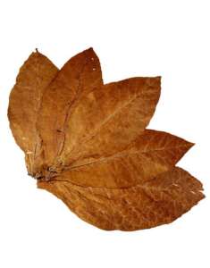 Tobacco Leaf Shop:     !