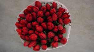 Tulipa Strong Love - 