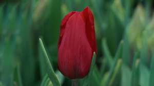 Tulipa Strong Love