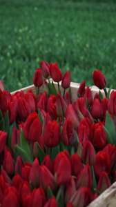 Tulipa Strong Love