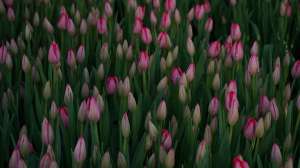 Tulips for March 8 - 