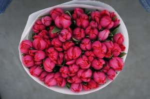 Tulips for March 8