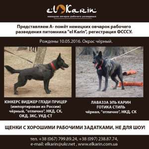 Алиментные чёрные щенки немецкой овчарки - объявление