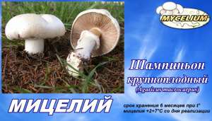 ВЫращивание шампиньона на открытом участке - мицелий Шампиньон крупноплодный (Аgaricus macrocarpus) почтой недорого - объявление
