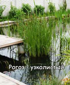 Водные растения. Растения для пруда. - объявление