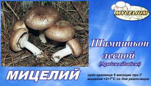 Высадить в саду Шампиньон лесной (Аgaricus silvaticus) - мицелий грибов ( семена / рассада грибов, грибница ) почтой по Украине - объявление
