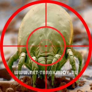 Дезинфекция в квартиры, коттежа. Уничтожение аллергенов, пылевых клещей.