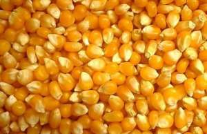 Зерно для поп корна (продам) - объявление