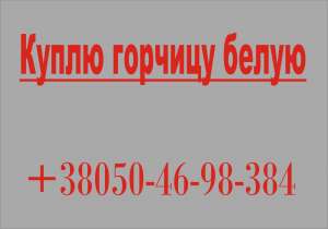 Куплю, горчицу белую, закупаем оптом, семена горчицы, самовывоз, вся Украина - объявление