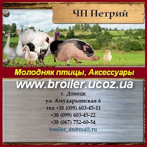 Молодняк птицы Бройлеры, утята, гусята, индюшата. Аксессуары - оголошення