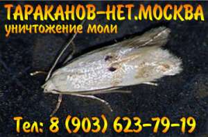 Недорого. Уничтожение (травля, выведение) тараканов, мукоедов, блох, постельных клопов. Москва. - объявление