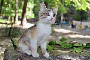 Отдам котенка в самые добрые и заботливые руки!