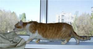 Отдам рыжего кота в хорошие руки!