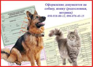 Оформлення документів на собаку, кішку (родовід, метрика), Харків - оголошення
