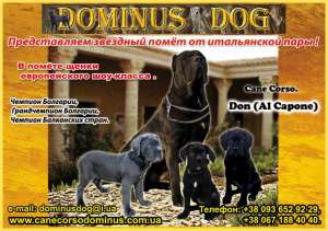 Подрощенная черная итальянка шоу-класса 0936529229 кане корсо от итальянской пары - объявление