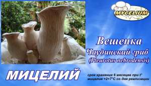 Посадочный материал - посевной мицелий Вешенка чаудинский гриб (Pleurotus nebrodensis) для выращивания, разведения грибов - объявление