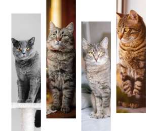 Послуга перевезення кота, собаки або іншої тварини за кордон - Delivery Animal - оголошення