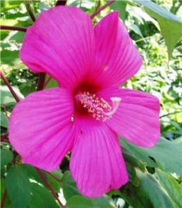Продам гибискус травяной (Hibiscus) - оголошення
