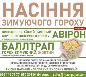 Продаємо насіння зимуючого гороху Авірон, Баллтрап