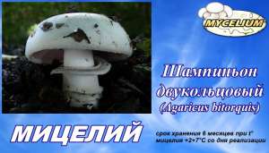 Рассада Шампиньон двукольцовый (Аgaricus bitorquis) - зерновой мицелий почтой по УКРАИНЕ - объявление