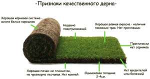Рулонный газон под ключ . Доставка по Украине , Киев , Харьков, Донецк, Одесса, Крым, Винница, Луганск, Запорожье, Днепропетровск - оголошення