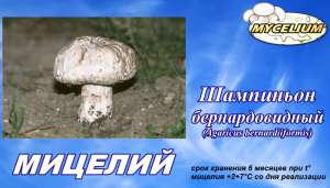 Семена грибов - мицелий грибов Шампиньон бернардовидный (Аgaricus bernardiiformis) - объявление