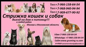 Стрижка кошек и собак.Выезд на дом,Стрижка животных выезд в любой район Москва и Московская Область