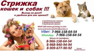 Стрижка кошек и собак.Выезд на дом,Стрижка животных выезд в любой район Москва и Московская Область - объявление