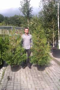 Туя западная Брабант 140-160 см Киев купить Озеленение Киев живая изгородь - оголошення