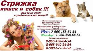 Услуга Стрижка кошек и собак выезд на дом.ВЫЗОВ НА ДОМ МАСТЕРА,ЗООСАЛОН ,ГРУМИНГ ЖИВОТНЫХ, МОСКВА И МОСКОВСКАЯ ОБЛАСТЬ - оголошення