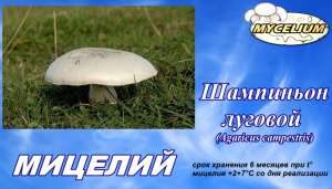 Шампиньон луговой (Аgaricus campestris) - вырастить в помещении и саду - грибной мицелий почтой недорого и качественно