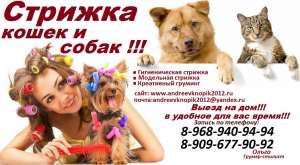 стрижка животных выезд на дом,Стрижка кошек и собак, - оголошення